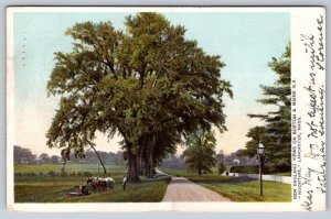 Noontime, Lancaster, Massachusetts, Antique 1906 New England Views Postcard