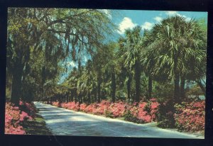 Savannah, Georgia/GA Postcard, Beautiful Victory Drive, Highway 80