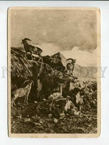 429544 USSR ZOOLOGICAL EXHIBITION Mountain sheep Argali Georgia 1932 year