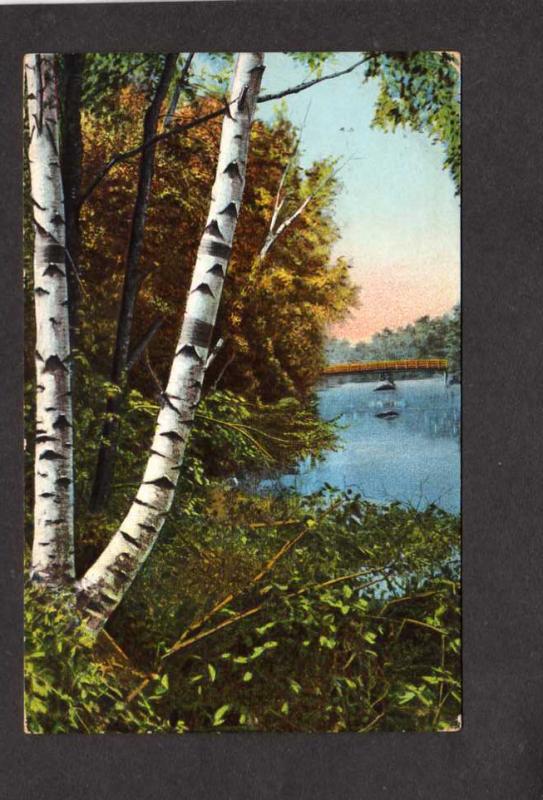 MA Silver Birch Trees Botany Three Mile River Dighton Massachusetts Postcard