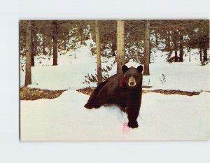 Postcard Black Bear, Yellowstone National Park, Wyoming