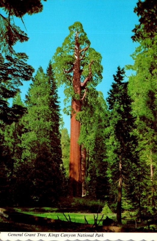 California Kings Canyon National Park The General Grant Tree