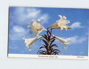 Postcard The Bermuda Easter Lily, Bermuda, British Overseas Territory