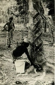 PC CPA SINGAPORE, TAPPING RUBBER, Vintage REAL PHOTO Postcard (b4454)