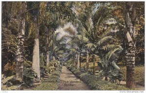 Palm Walk , Botanical Gardens , DURBAN , South Africa , 00-01s