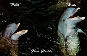 Florida Miami Seaquarium Porpoises Saying Hello