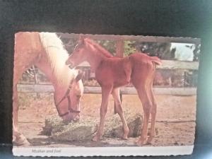 Postcard Horses, Mother & Foal     Z7