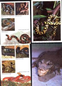 035851 REPTILES Frog Turtle Snakes etc. Collection 22 cards