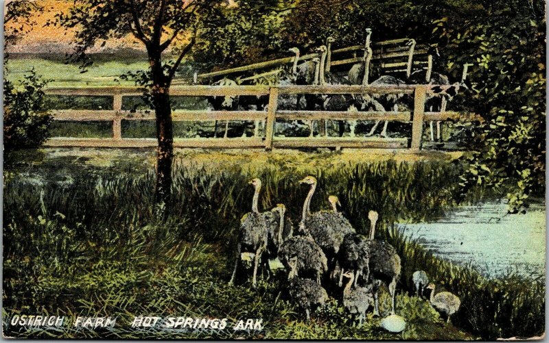 Vtg Hot Springs Arkansas AR Ostrich Farm 1910s Postcard