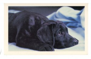 Dogs - A Black Beauty