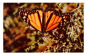 Butterfly - Monarch