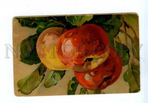 544596 Catharina KLEIN Fruits APPLE Tree RUSSIA Vintage postcard