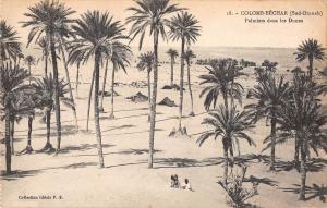 BF8925 colomb bechar oran algeria palmiers dans les dunes type     Algeria