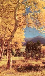 AZ - Flagstaff, Aspens, Union Oil Co Series