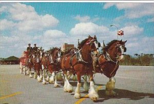 Florida Tampa Budweiser Clydesdale 8-Horse Team