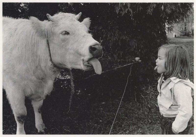 Child & Cow Animal Sticking Their Tongue Out Comic Postcard