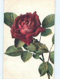 Divided-Back BEAUTIFUL LARGE RED ROSE FLOWER o9115