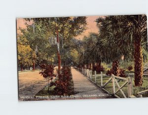 Postcard Tropical Foliage, South Main Street, Orlando, Florida