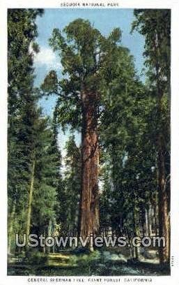 General Sherman Tree - Sequoia National Park, CA