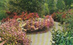 South Carolina Charleston Magnolia Gardens World's Most Beautiful Garden