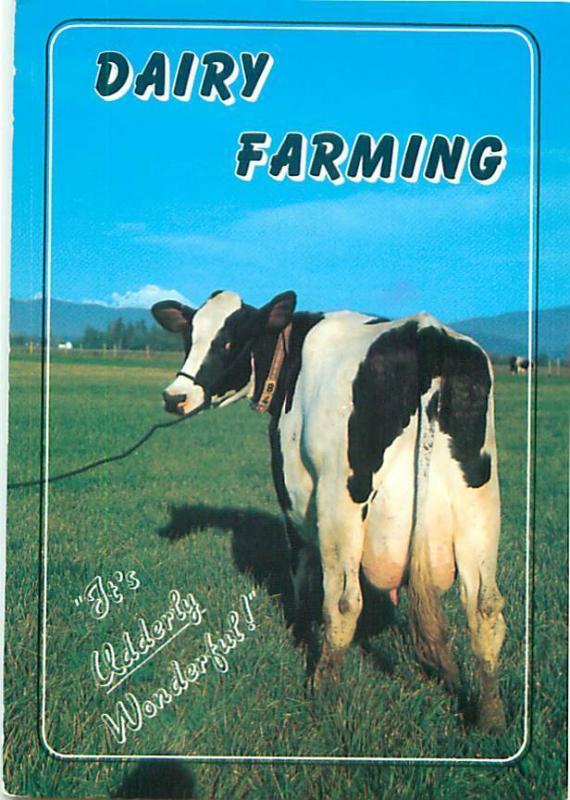 Vintage Postcards Dairy Holsteins Farming # 1492A