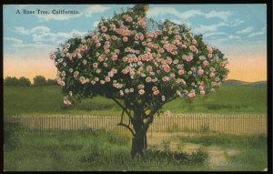 A Rose Tree, California. Vintage Van Nuys Interstate Co. postcard