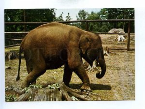 195578 Czechoslovakia ZOO Indian elephant old postcard