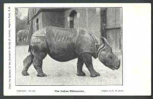 Ca 1915 PPC London Zoological Society Of London The Indian Rhinoceros Mint