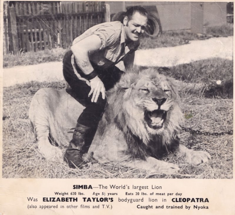 Elizabeth Taylor Cleopatra Guiness Book Of Records Lion Rare Press Movie Photo