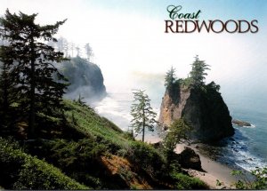 California Redwoods Coastal Scene