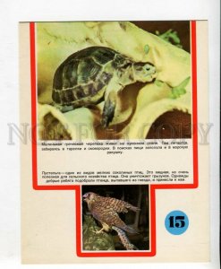 431416 USSR veterinary Azerbaijan Baku kestrel falcon turtle 1975 POSTER Card