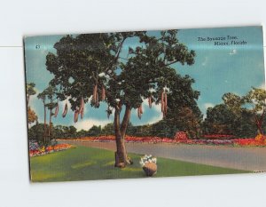Postcard The Sausage Tree Miami Florida USA