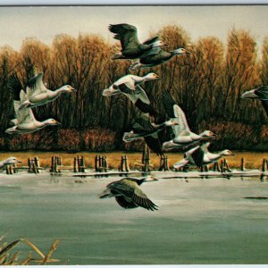 c1970s Andy Peters Painting Print Lesser Snow Geese, Desoto Wildlife Refuge A223