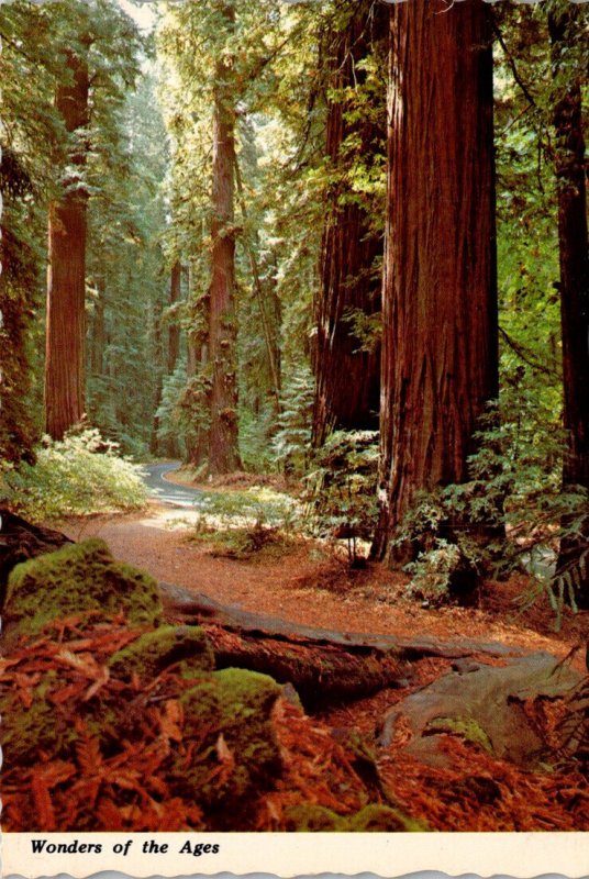 California Giant Redwoods Near Miranda On The Avenue Of The Giants
