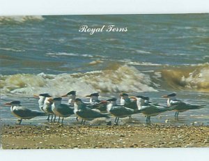 Pre-1980 ROYAL TERN BIRDS Galveston - Near Houston Texas TX AD2594