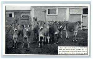 Eight Heifer Calves Hood Farm Pogis And Hood Farm Toronto Lowell MA Postcard