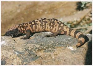 Gila Monster Or Beaded Lizard Arizona
