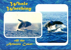 Humpback Whale Watching Off The Atlantic Coast