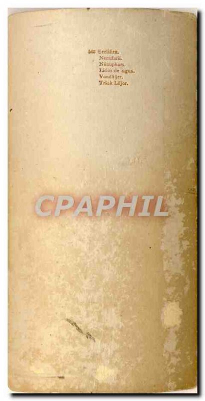 Photo Stereoscopic Pond lilles Nenuphars