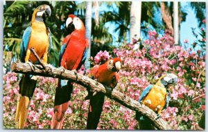 Postcard - Blue and the Red Macaws, Sunken Gardens - St. Petersburg, Florida