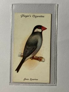 CIGARETTE CARD - PLAYERS AVIARY & CAGE BIRDS #40 JAVA SPARROW   (UU162)