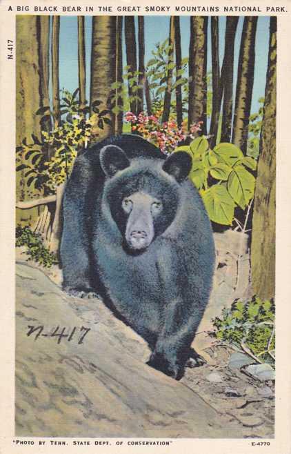 Black Bear in Great Smoky Mountains - Tennessee - Linen