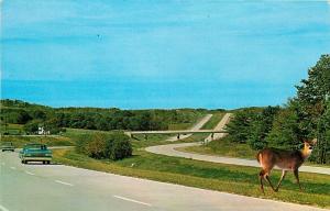 INTERSTATE I-80 KEYSTONE SHORTWAY PENNSYLVANIA DEER OLD CARS POSTCARD