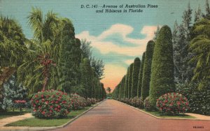 Vintage Postcard 1953 Avenue of Australian Pines and Hibiscus Plants in Florida