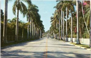 Avenue of Palms planted by Thomas Edison, Fort Myers Florida