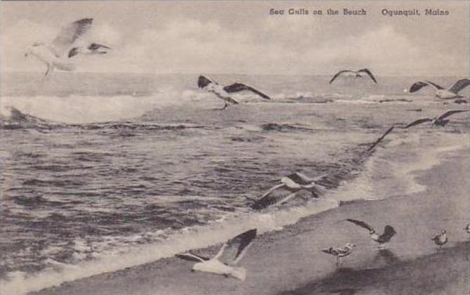 Maine Ogunquit Sea Gulls On The Beach Albertype