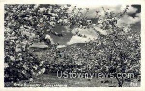 Real Photo - Apple Blossom - Eastern Washington s, Washington WA  