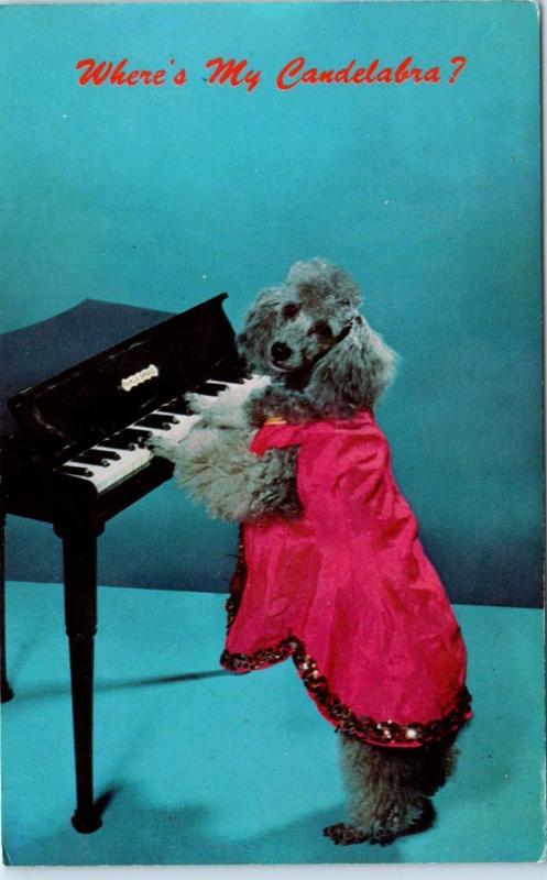 POODLE DOG   c1960s Postcard: Where's my CANDLEABRA? Comic LIBERACE Reference