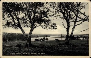 West River Prince Edward Island PEI Cows Cattle Vintage Postcard