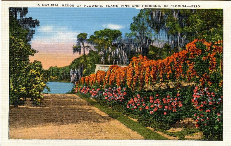 FL - The Flame Vine and Hibiscus